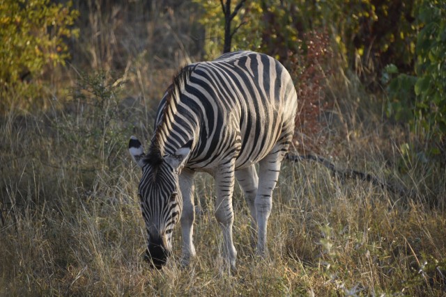 A zebra in Kruger National Park at sunrise
